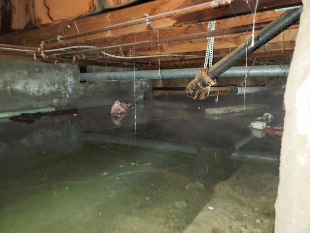 Best Basement water damage restoration  in Constantine, MI