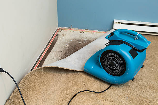 Best Local water damage restoration  in Constantine, MI